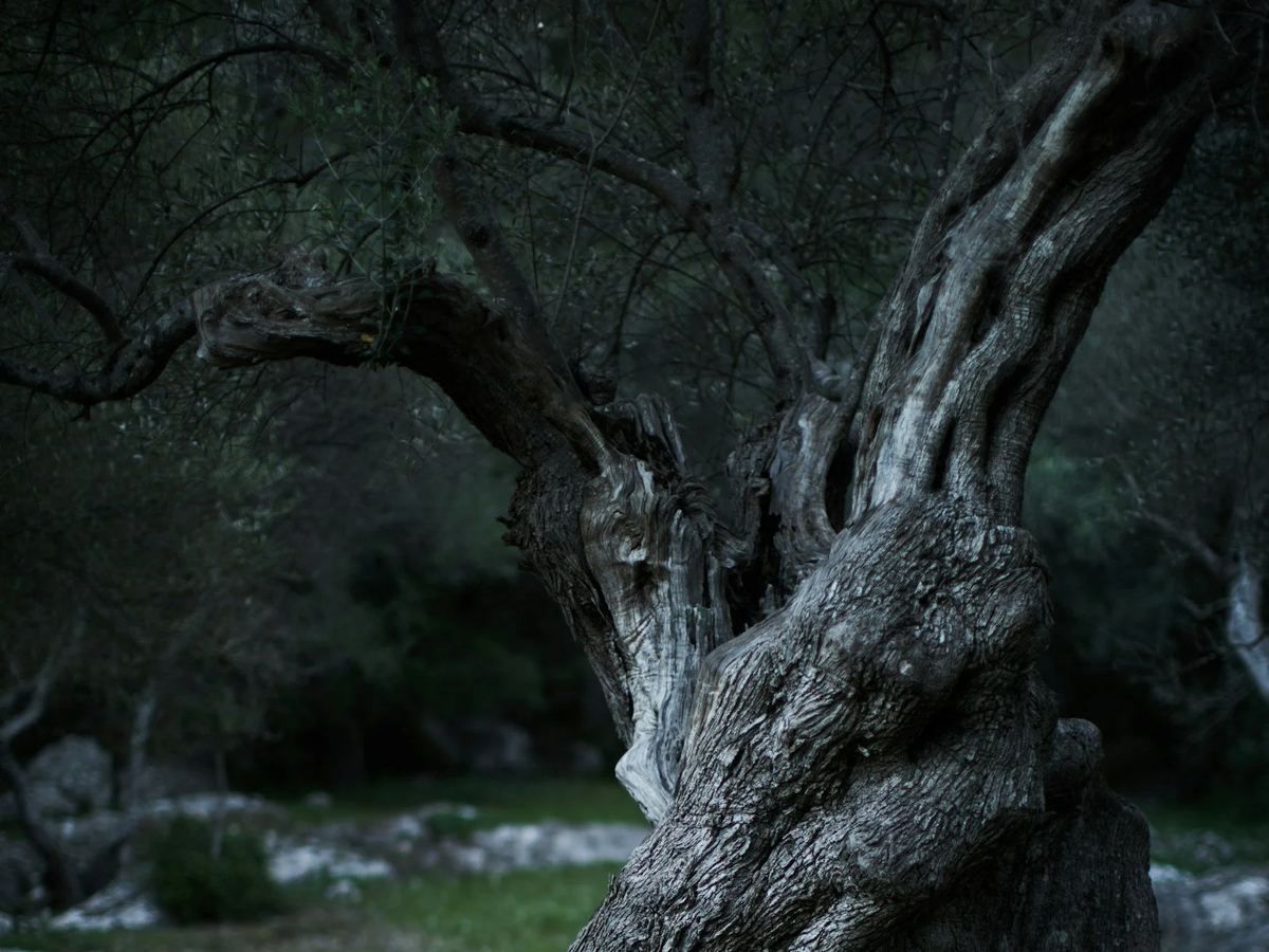Close-up of an old, gnarled tree with a thick trunk